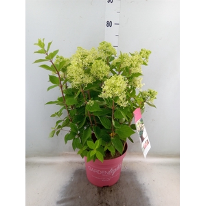 Hydrangea pan.