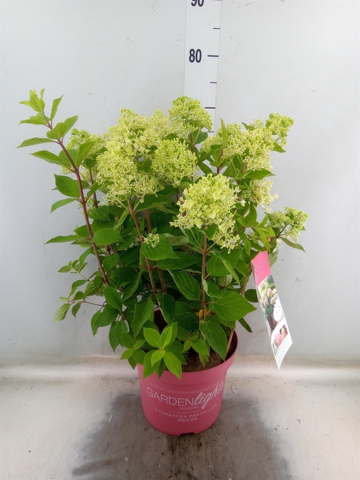 <h4>Hydrangea pan.</h4>