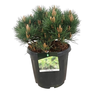 Pinus nigra 'Nana'