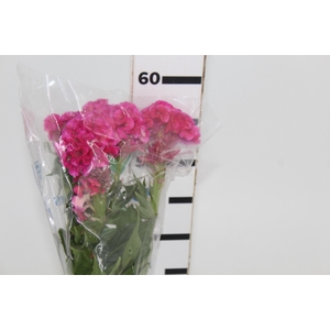 CELOSIA ROSE CHIEF 060 CM ROSA