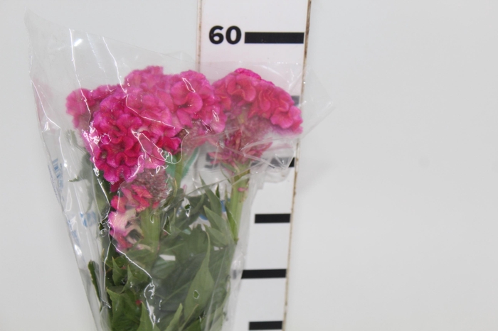 <h4>CELOSIA ROSE CHIEF 060 CM ROSA</h4>