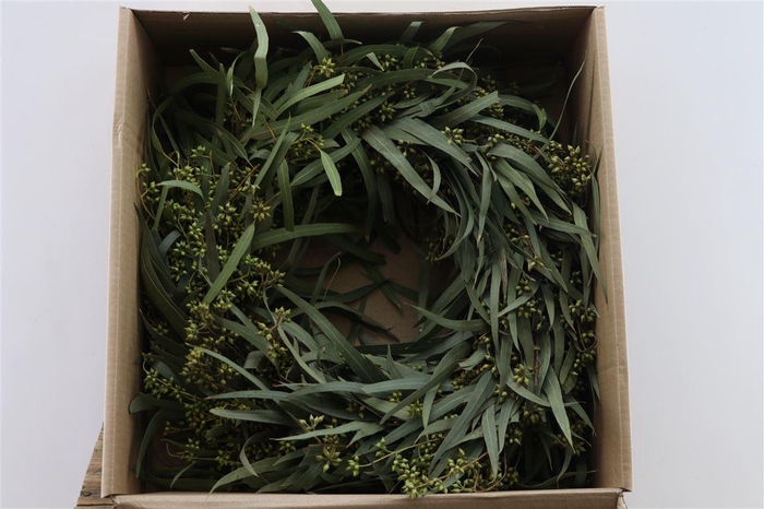 <h4>Wr Exotica Bes Leaves 40cm Natural</h4>