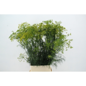 ANET GRAVEOLENS XL