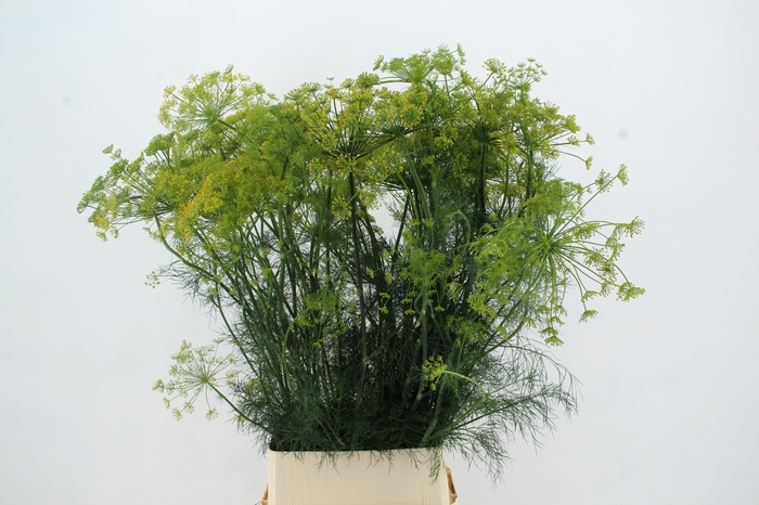 ANET GRAVEOLENS XL