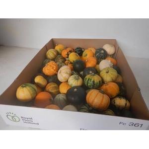 CUCURBITA (KALEBAS) Klein x70