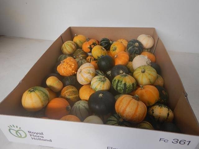 <h4>CUCURBITA (KALEBAS) Klein x70</h4>