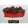 Hypericum True Romance Spray
