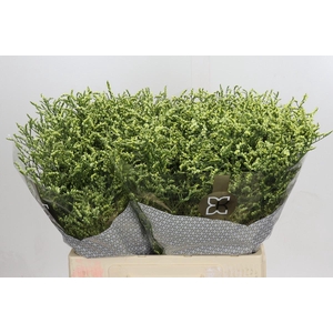 Limonium sinensis China Lemon