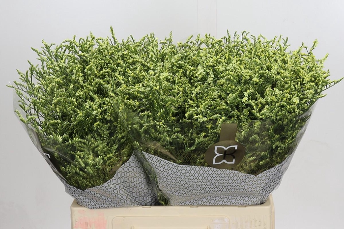 <h4>Limonium sinensis China Lemon</h4>