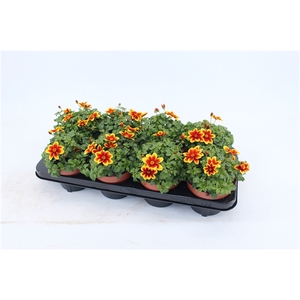 Bidens Beedance Yellow Red