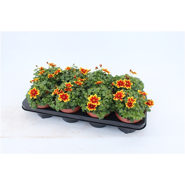 <h4>Bidens Beedance Yellow Red</h4>