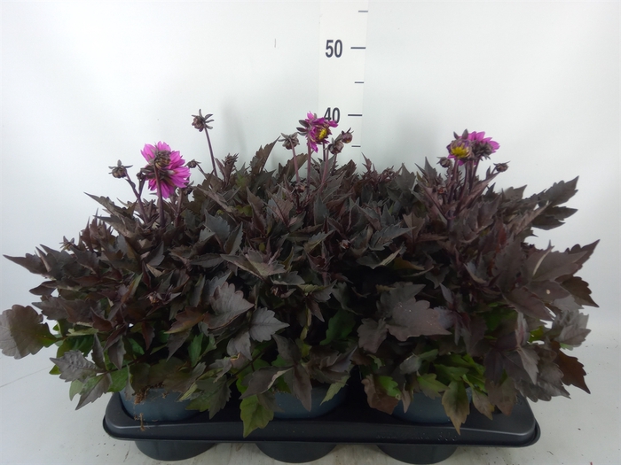 <h4>Dahlia  'Gardenetta DL Lavender'</h4>