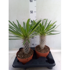 Pachypodium lamerei