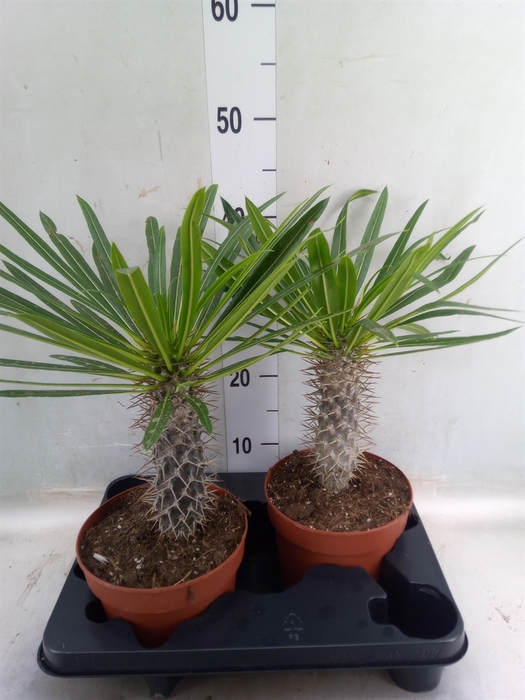 <h4>Pachypodium lamerei</h4>