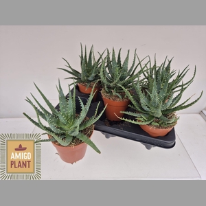 ALOE AR BORA