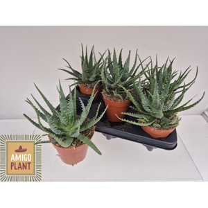 ALOE AR BORA