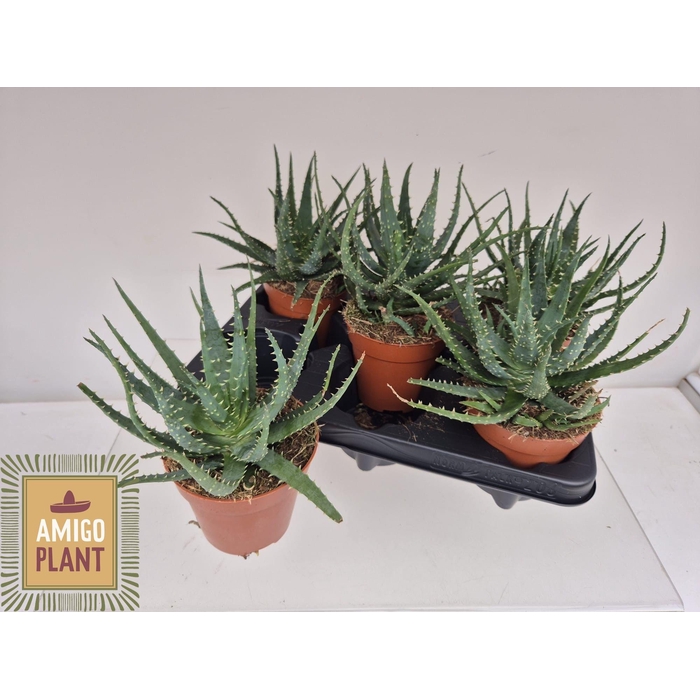 <h4>ALOE AR BORA</h4>