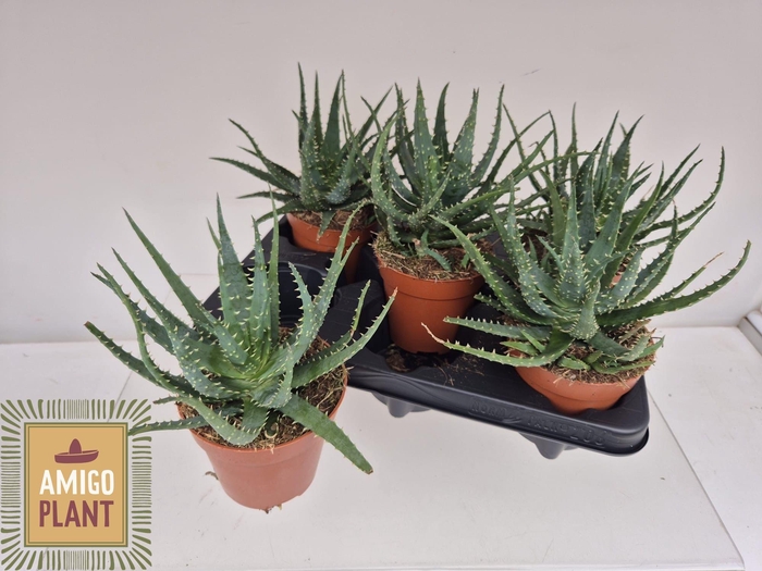 <h4>ALOE AR BORA</h4>