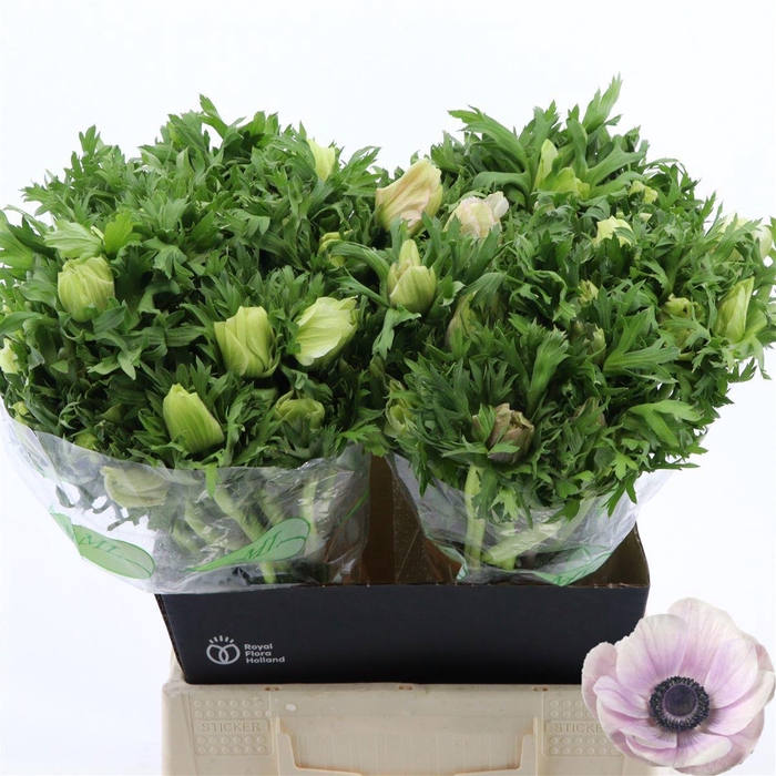 <h4>ANEM CO GALIL PASTEL</h4>