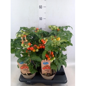 Solanum lycopersicum   ...