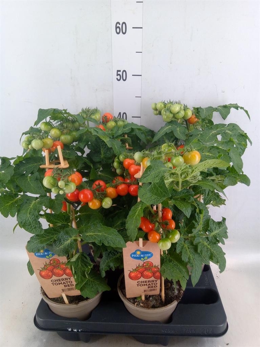 <h4>Solanum lycopersicum   ...</h4>