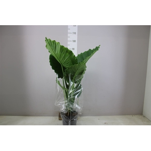 Alocasia Gageana 'california'