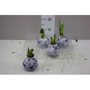 Hippeastrum Wax Delft's Blue