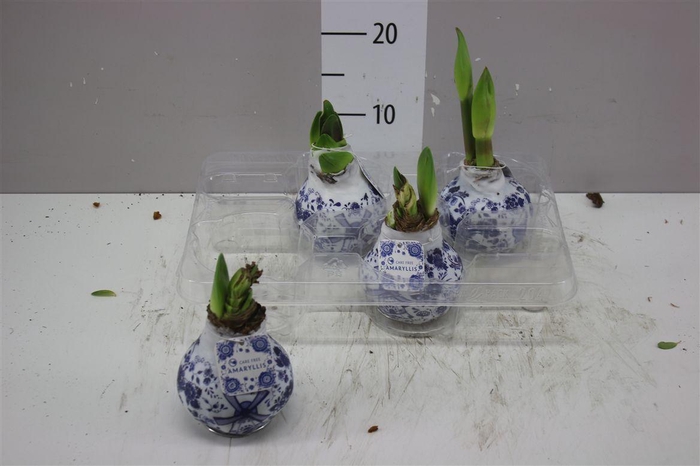 <h4>Hippeastrum Wax Delft's Blue</h4>