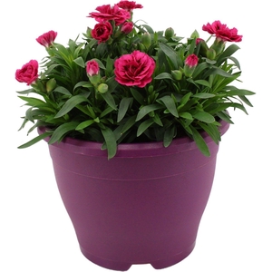 Hello Spring Dianthus Oscar in 19 cm Terras pot Paars