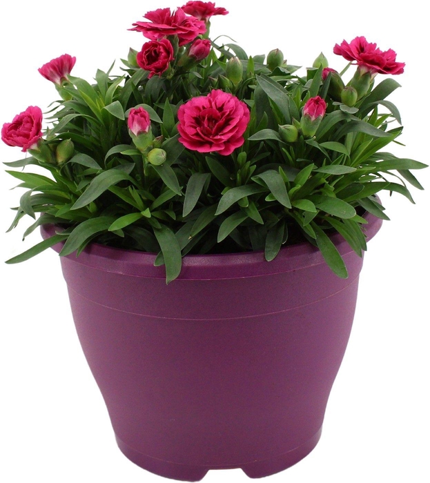 <h4>Hello Spring Dianthus Oscar in 19 cm Terras pot Paars</h4>