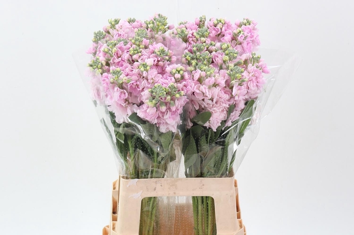 <h4>Matth Wave Soft Pink ECU</h4>