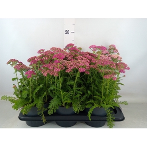 Achillea millef.