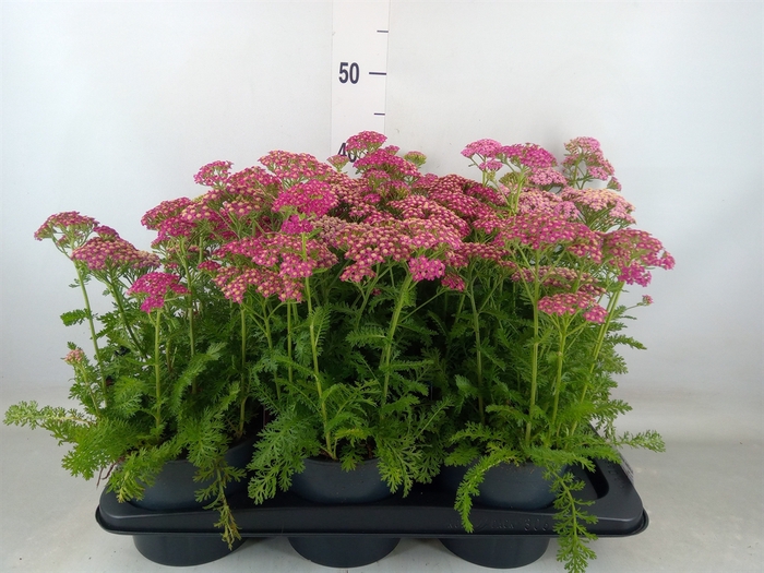 <h4>Achillea millef.</h4>