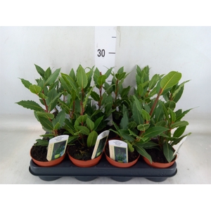 Laurus nobilis