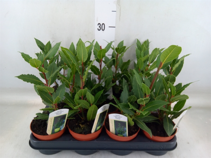 <h4>Laurus nobilis</h4>