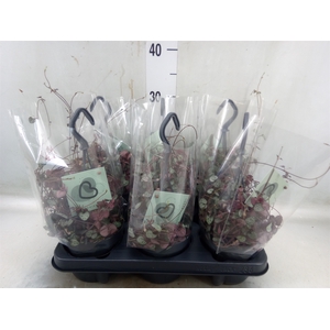 Ceropegia woodii ssp. woodii