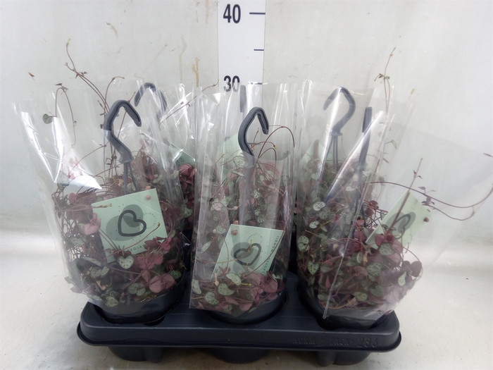 <h4>Ceropegia woodii ssp. woodii</h4>