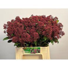 <h4>SKIM J RUBELLA BS</h4>