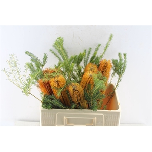Banksia Ericifolia