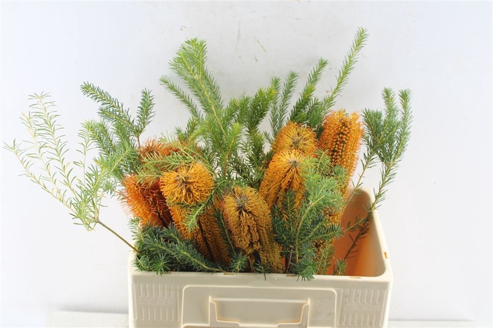 <h4>Banksia Ericifolia</h4>