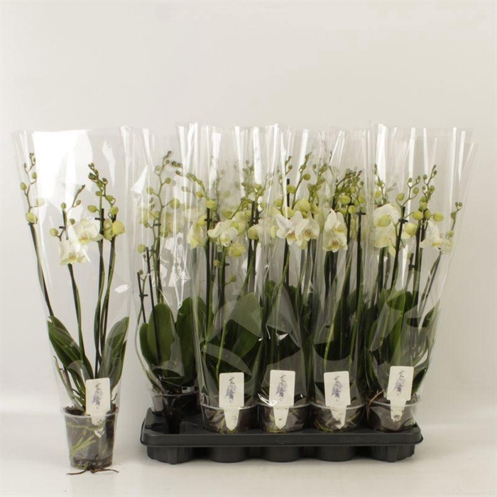 <h4>PHAL OV WIT</h4>