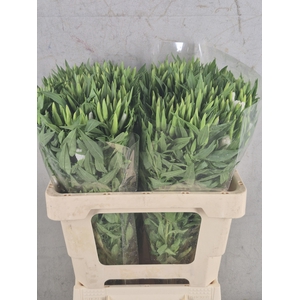 Godetia White