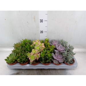Succulents   ...