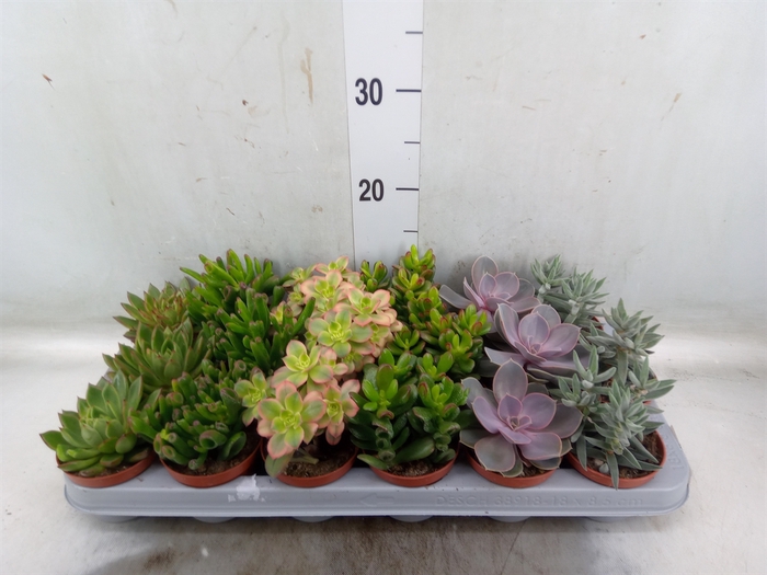 <h4>Succulents   ...</h4>