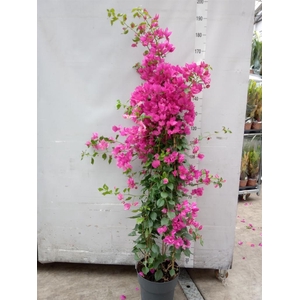 Bougainvillea  'Sanderiana'