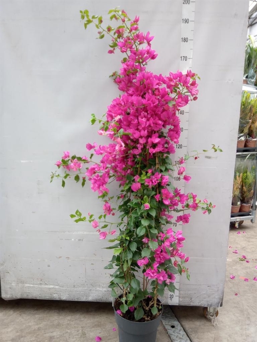 <h4>Bougainvillea 'Sanderiana'</h4>