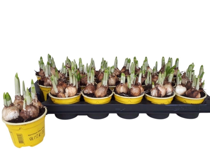 <h4>NARC O TETE A TETE</h4>