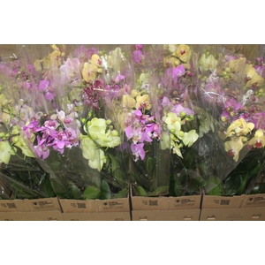 PHALAENOPSIS P12 VARIADO 2 HT ESPIR