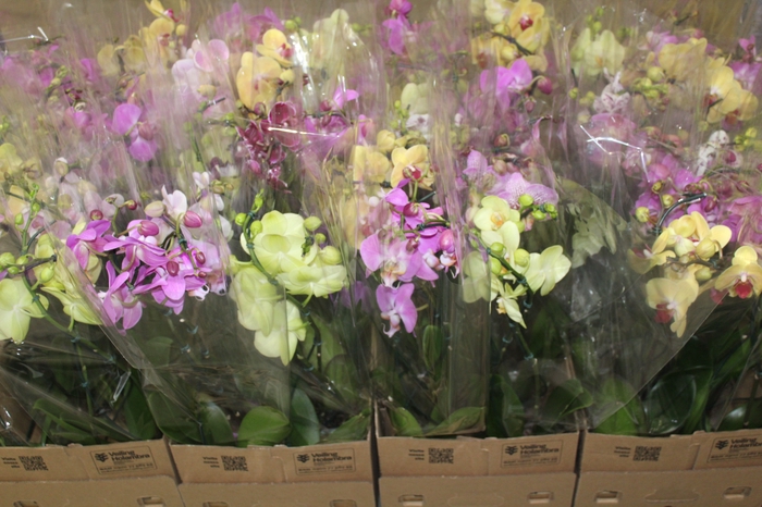 <h4>PHALAENOPSIS P12 VARIADO 2 HT ESPIR</h4>