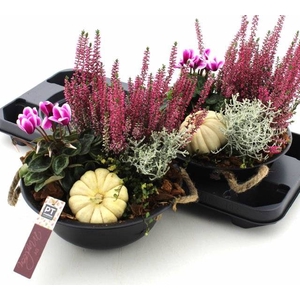 ARR TUINPLANTEN
